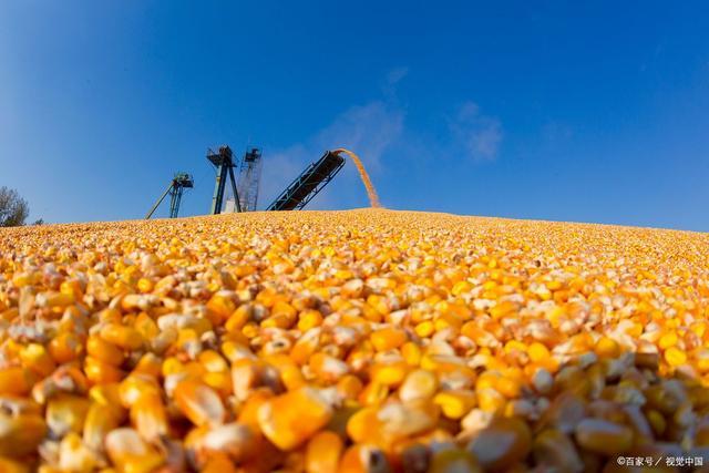 由于2月下旬,国际地缘关系紧张,俄乌冲突爆发,国内玉米行情逆势走强